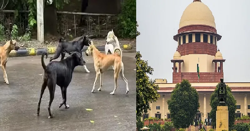 ‘കടിക്കാതിരിക്കാൻ തെരുവുനായ്ക്കള്‍ക്ക് കൗണ്‍സിലിങ് നല്‍കണം, അതേ ബാക്കിയുള്ളു’; മൃഗസ്നേഹികള്‍ക്ക് പരിഹാസം