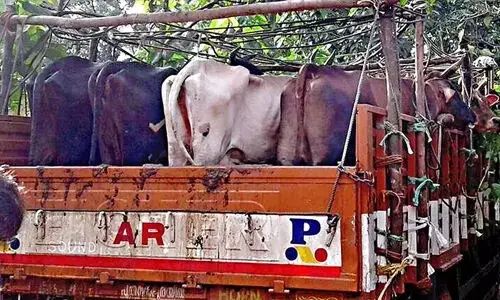പശുക്കശാപ്പ് നിയമഭേദഗതി മരവിപ്പിച്ച്‌ കര്‍ണാടക സര്‍ക്കാര്‍