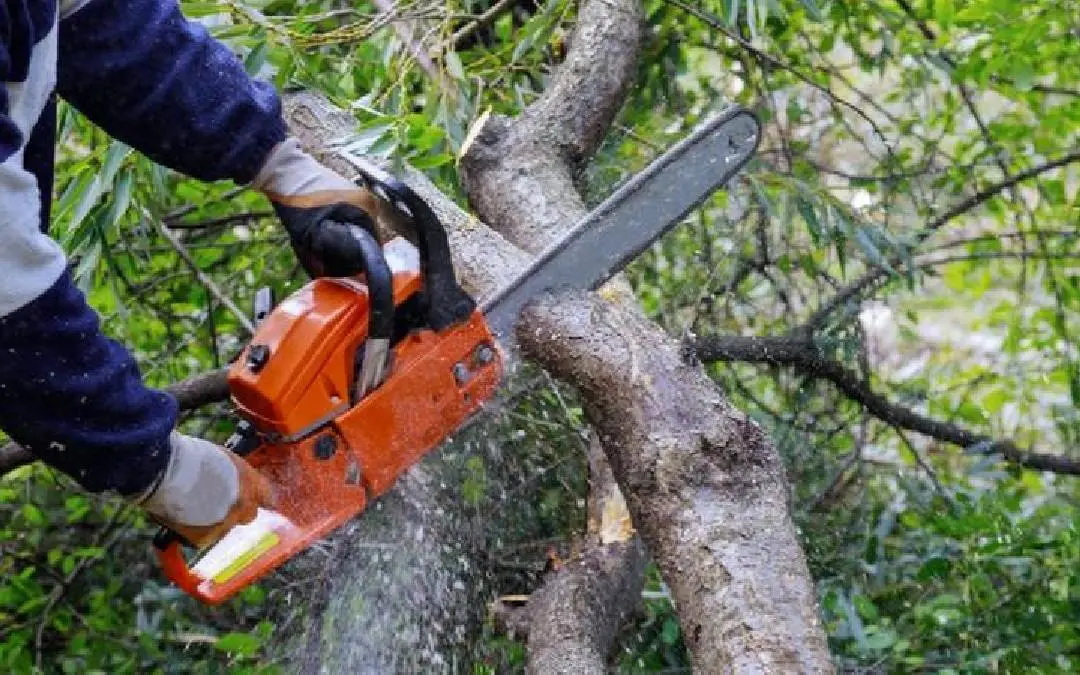 പാരിസ്ഥിതിക ദുരന്തത്തെക്കുറിച്ച് ബോധവാന്മാരല്ല’- പഞ്ചാബിൽ മരം മുറിക്കുന്നത് വിലക്കി ഹൈക്കോടതി