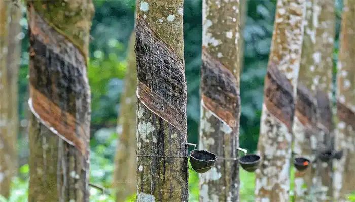 കോട്ടയത്ത് റബര്‍ ഫാക്ടറി അടച്ചു പൂട്ടാന്‍ ഹൈക്കോടതി ഉത്തരവ്