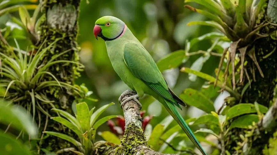 തത്തകൾ ‘വന്യജീവികൾ’; കൃഷിനാശത്തിന് നഷ്ടപരിഹാരം നൽകാൻ ഹൈക്കോടതി ഉത്തരവ്