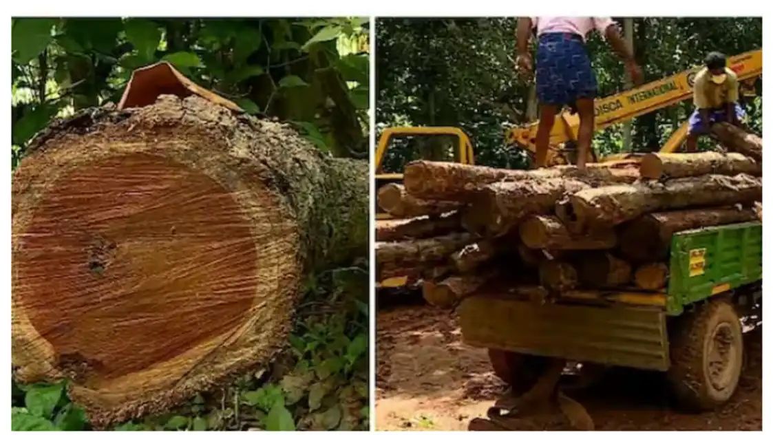 മുട്ടില്‍ മരം മുറി കേസ്; പിടിച്ചെടുത്ത 112 മരങ്ങളുടെയും മഹസര്‍ കോടതിയില്‍ സമര്‍പ്പിച്ചു