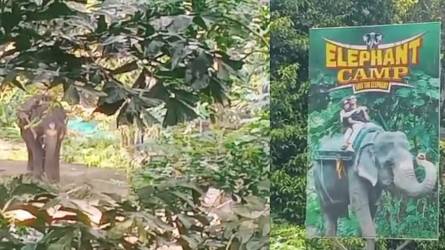 ഇടുക്കിയിലെ ആന സവാരി കേന്ദ്രങ്ങൾ പ്രവർത്തിക്കുന്നത് ഹൈക്കോടതി ഉത്തരവ് ലംഘിച്ച്: കോടതിയലക്ഷ്യ ഹർജിയുമായി ഗ്രീൻ കെയർ കേരള